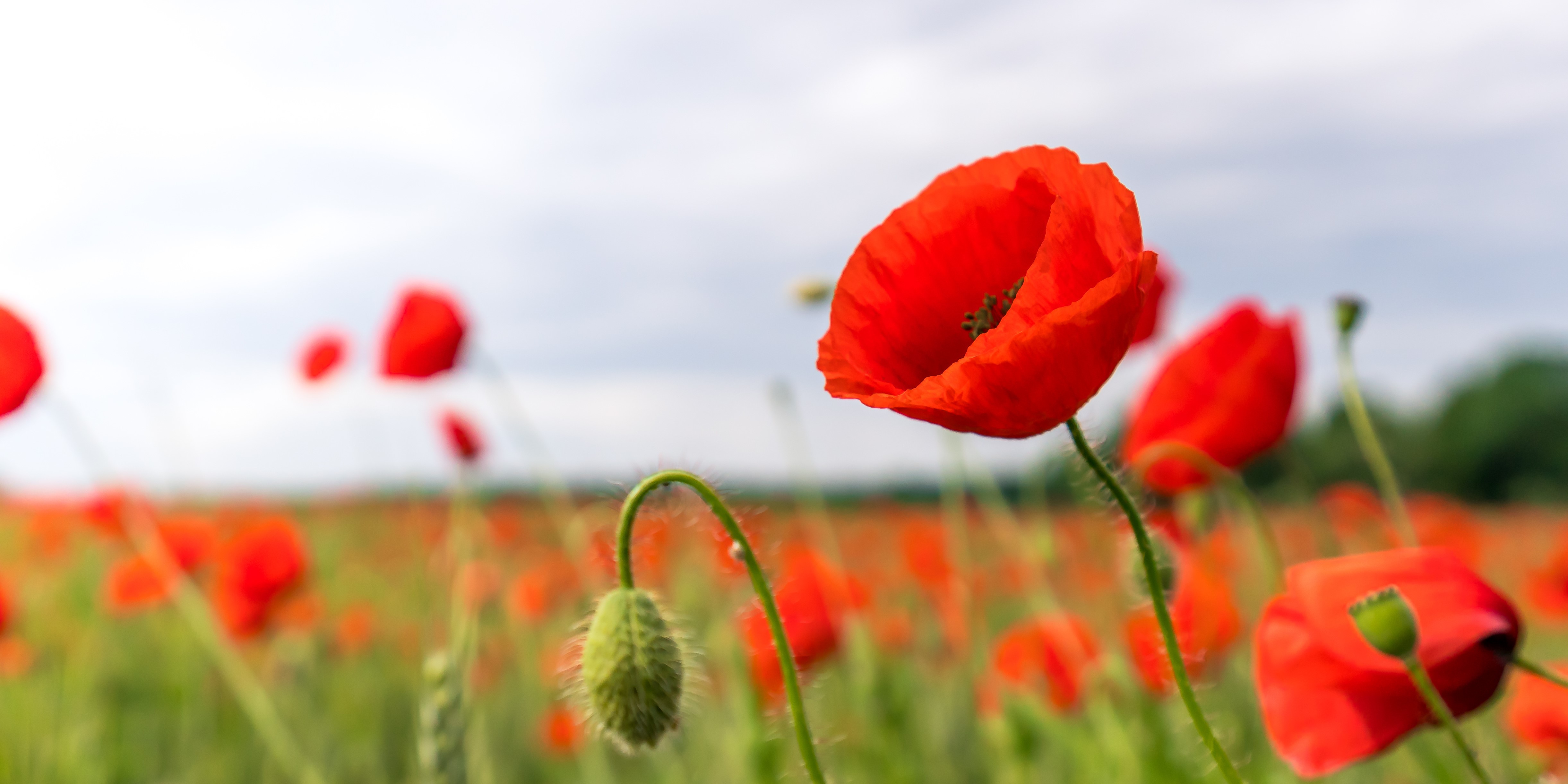 Poppies in a field