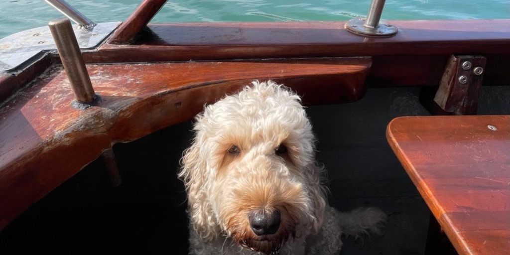 Archie, a labradoodle, sitting in a sailing boat.
