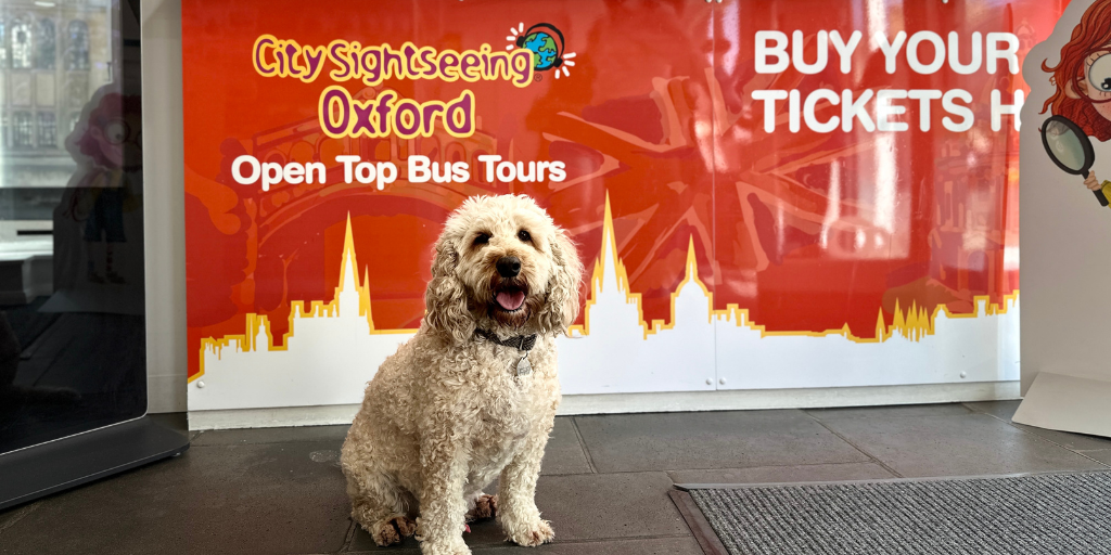 Archie, a labradoodle, sits in front of the City Sightseeing Oxford welcome desk at Queen's Lane.