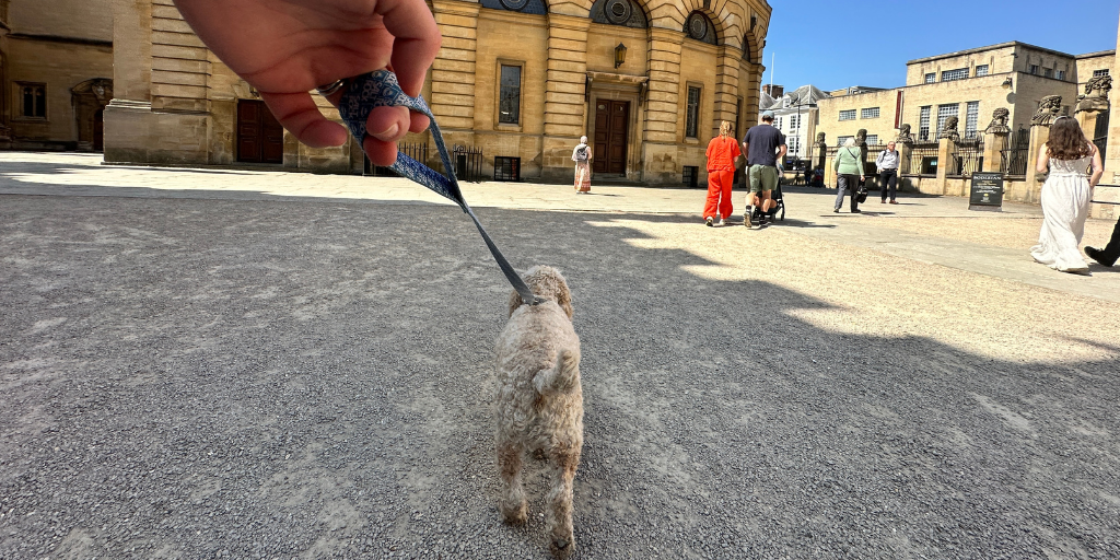 Archie, a labradoodle, leads the way to the Sheldonian.