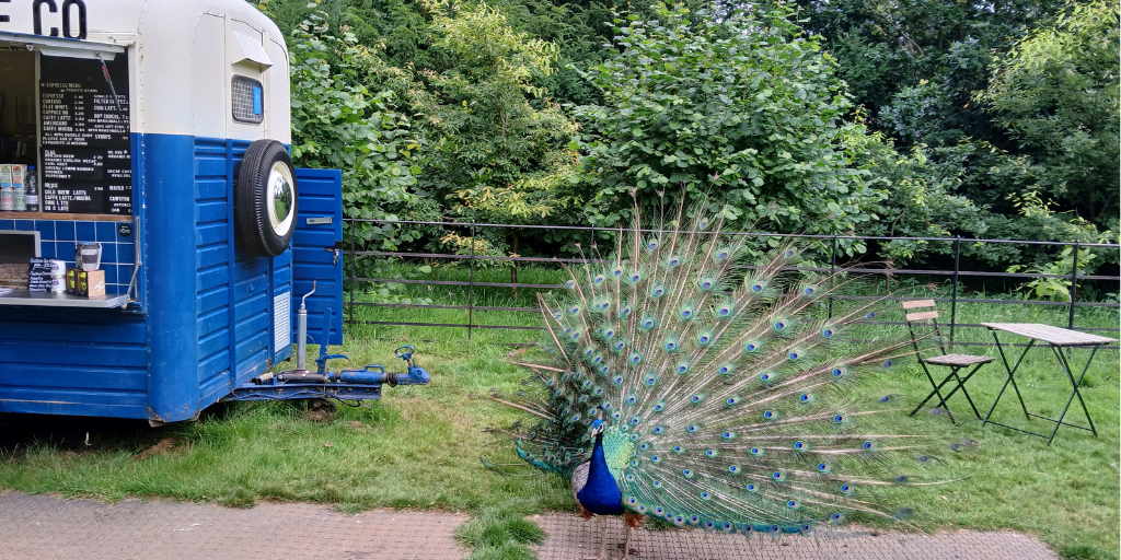 A peacock at Harcourt Arboretum