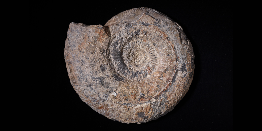 Photo of a fossil