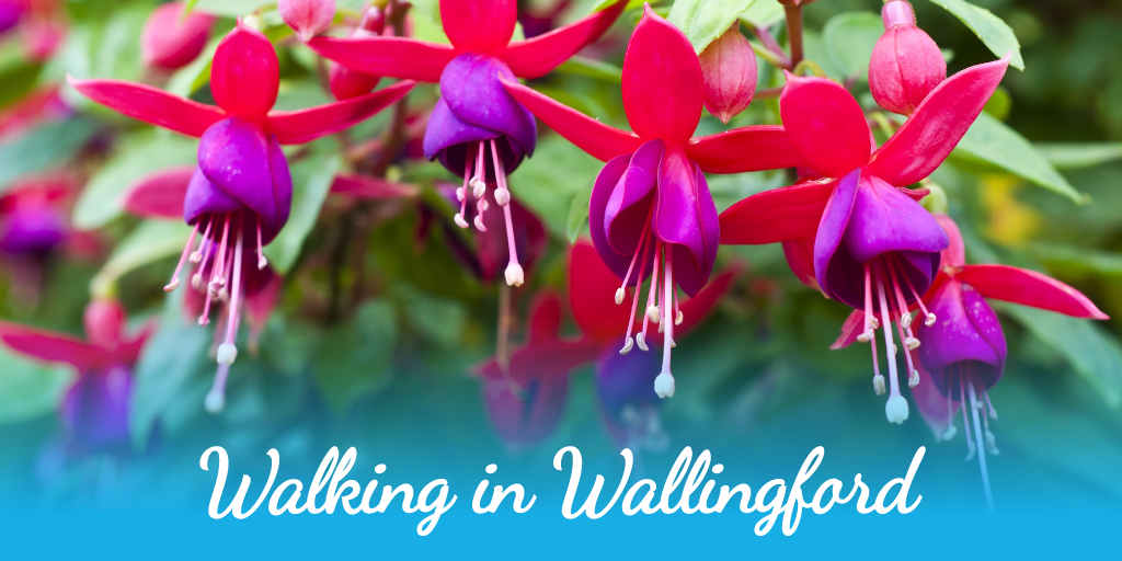 Walking in Wallingford