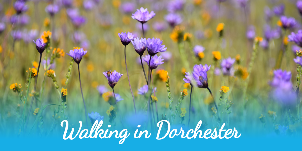 Walking in Dorchester