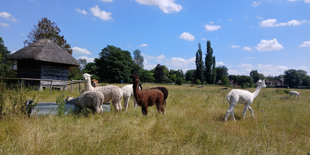 Alpacas graze at The Snug