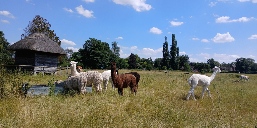 Alpacas at The Snug